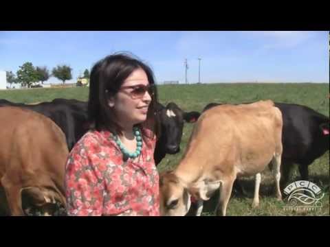 Pure Éire Dairy - All-Jersey, 100-Percent Grass-fed Herd