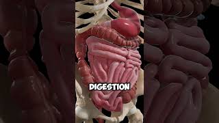 What happens if you eat APPLE for a week #health #shorts #nutrition #healthsecrets #fruit #facts