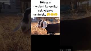 Hüseyin Diyen Koyun