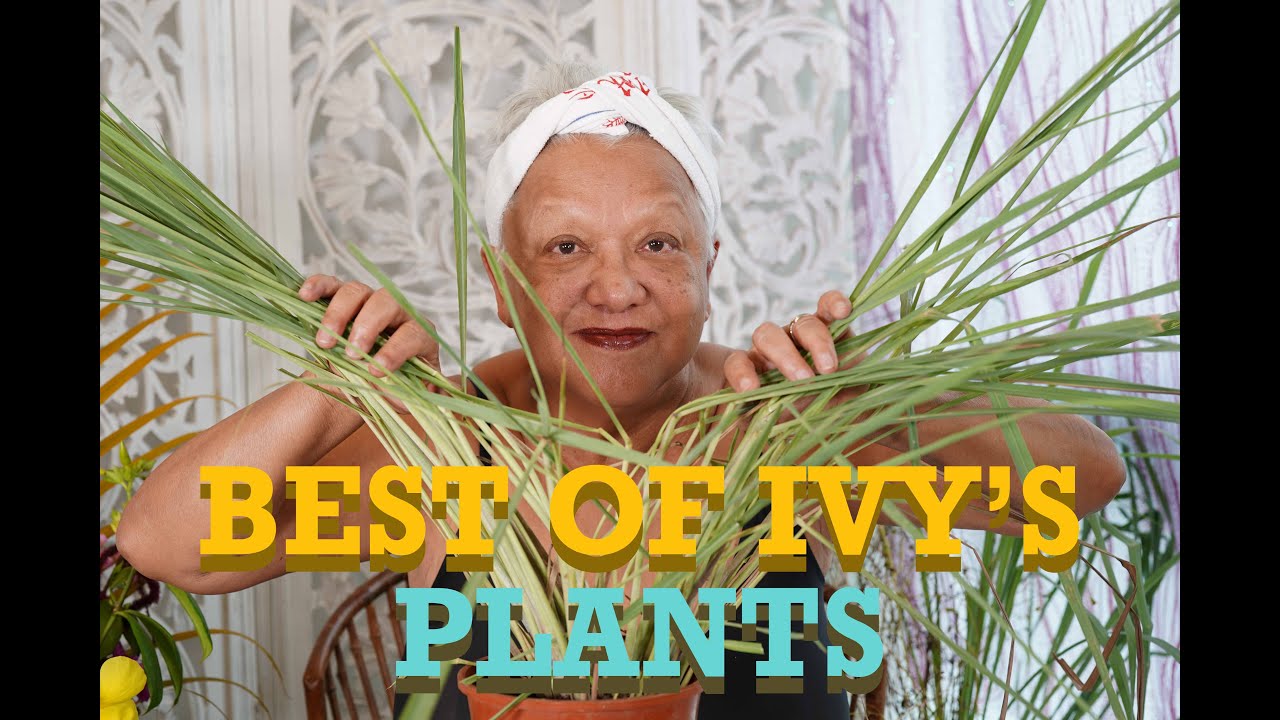Best of Ivy’s Plants Coffee & Whiskey with Ivy S7E12 YouTube