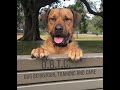 Discussing breed specific legislation and fatal dog attacks