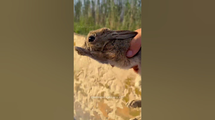 Man Saves Rabbit Friend😍