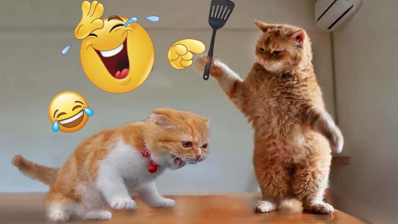 New Hilarious Cat and Dog Videos That Will Make You Laugh Hard Today 😹🐶
