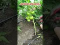 Increasing Your Tomato Crop Yield Through Strategic Leaf Removal Methods