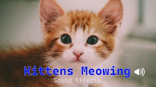Kittens Meowing Sound Effects | Newborn kitten meows