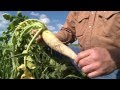 Cover Crops | Daikon Radishes