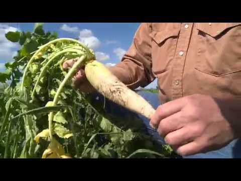 Video: Oil Radish As Green Manure: How To Sow It Before Winter? Description Of Oil Radish, Benefits And Harms, Application Features