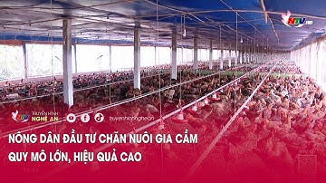 Nông dân đầu tư chăn nuôi gia cầm quy mô lớn, hiệu quả cao