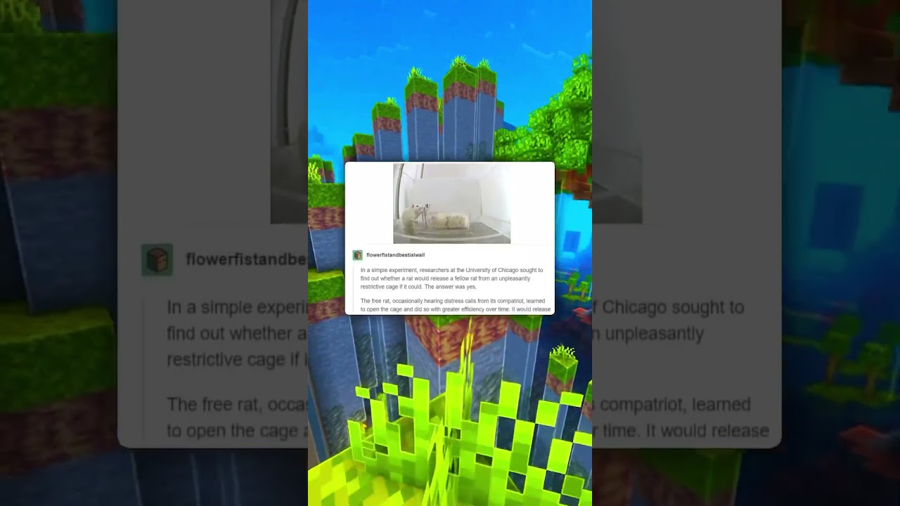 Крысы — умные люди 🐀