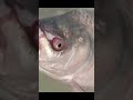 Live fish #shortvideo #fish #fishing #amazing #vairalvideo