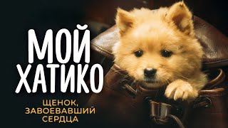 Мой Хатико — Русский трейлер 2023