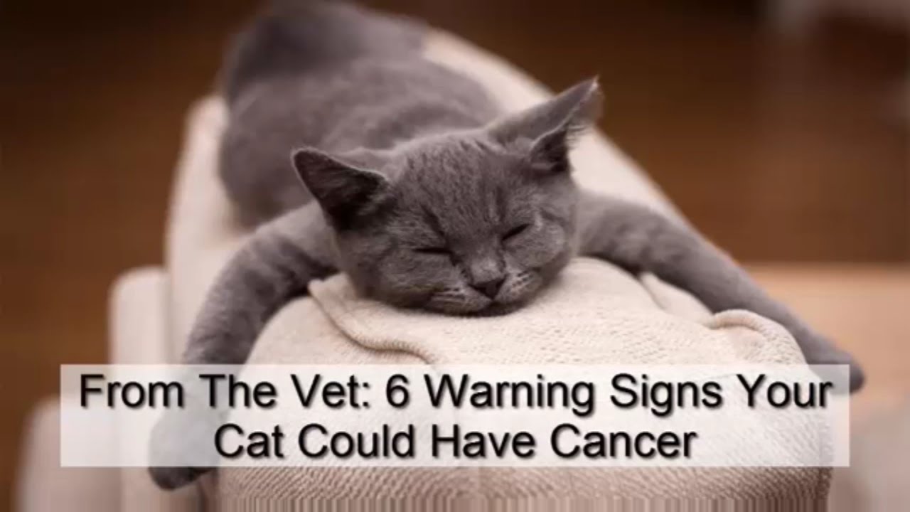 What Are Signs Of Cat Cancer : BEYOND THE HOROSCOPE: CANCER, THE CRAB ...