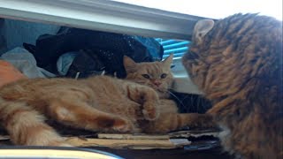 Видео Кузя занял место Куклы! Опрометчивый поступок... (автор: Собака Артист)