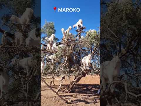 Wideo: Kozy na drzewach w Maroku – czy to prawda?