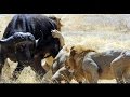 Crater lions of ngorongoro  african animals naturewildlife documentary