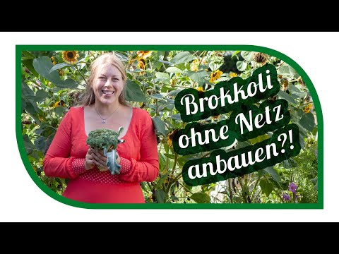 Brokkoli anbauen ohne Netz? | Mischkultur macht's möglich ...