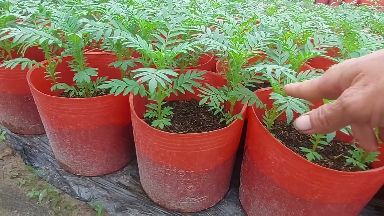 15/11/2024 xịt thuốc trừ sâu và những loại thuốc cần xịt cho cây hoa vạn thọ