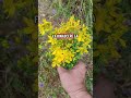 fiore d'iperico da Villarosa zenzero&limone Sicilia