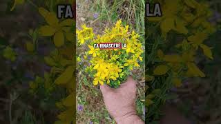 fiore d'iperico da Villarosa zenzero&limone Sicilia
