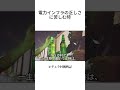 農場の帰り道│現在私たちは収益性向上を目指し日本式養蜂に挑戦しています #アフリカ #デュラ村 #海外 #貧困 #支援
