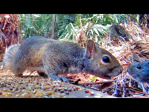 Squirrel Meets Rat You Squirrel Meets Rat