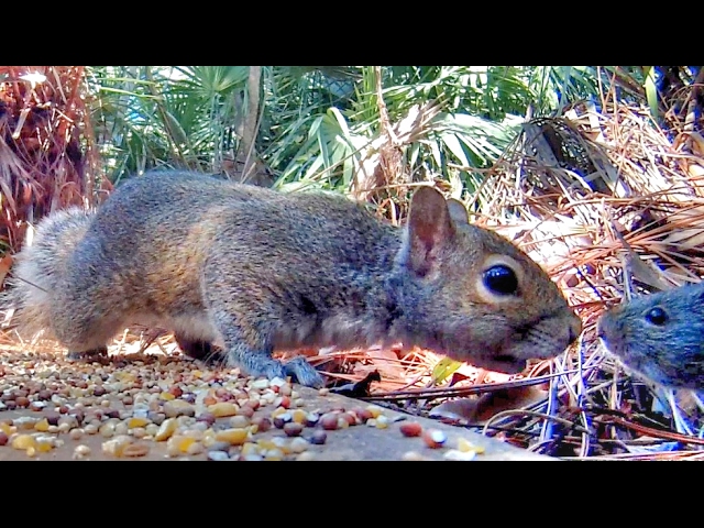 These 6 Baby Squirrels Accidentally Got Into a 'Rat King' Situation :  ScienceAlert