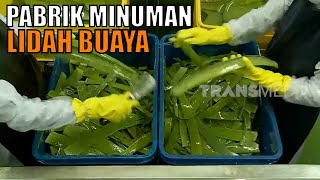 CARA MENGOLAH LIDAH BUAYA MENJADI MAKANAN