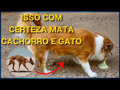 Vídeo: 9 coisas que nossos cães precisam de nós mais