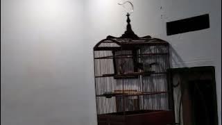 Poksay Mandarin ngamuk di malam hari