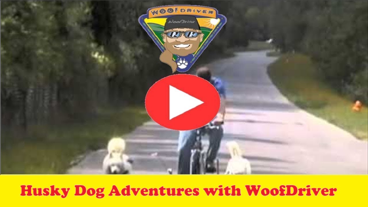 Adventure with Husky Dog | Husky Dog | Dog Trainer | Biking 4 (Training Wheels For Mushers!!) N dog funny names