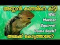 അണ്ണാൻ കുഞ്ഞിനെ കളഞ്ഞുകിട്ടി, അമ്മക്ക് കൊടുത്താലോ? | Will mother squirrel come back for baby?