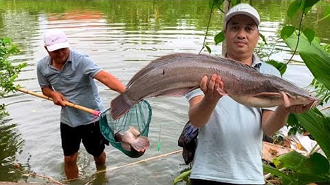Câu Cá Trê Lai Khủng Thành Quả To Bất Ngờ