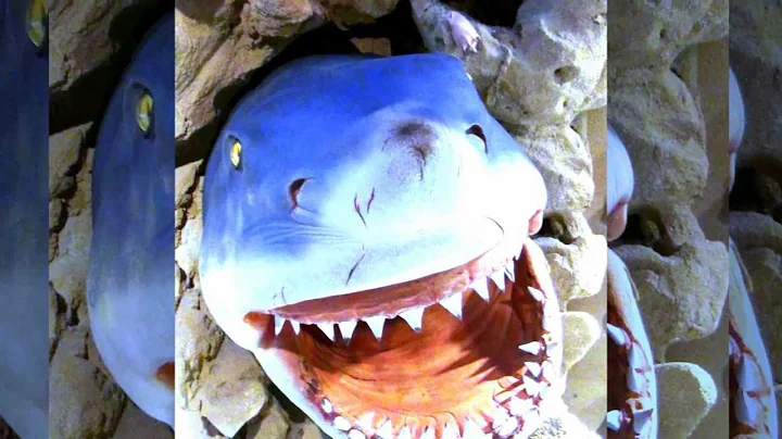 shark attack