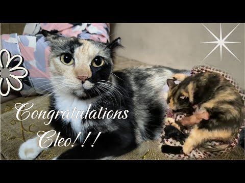 Cleo give birth last January 2,2026 / how many kittens does she have? Please watch...