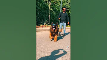 اشرس كلب في مصر 