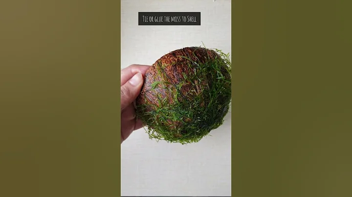 How to make Java Moss Cave for Shrimps and Fishes - DayDayNews