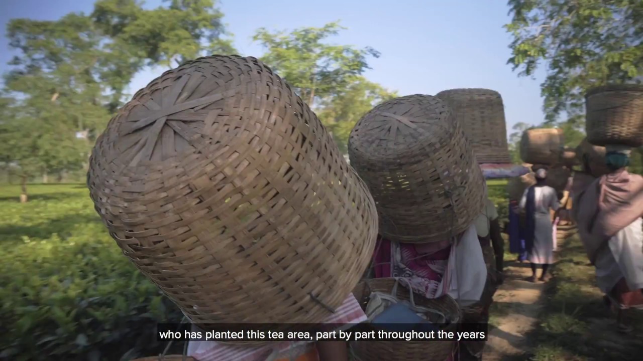 Halmari Tea Estate, Assam x Teabox
