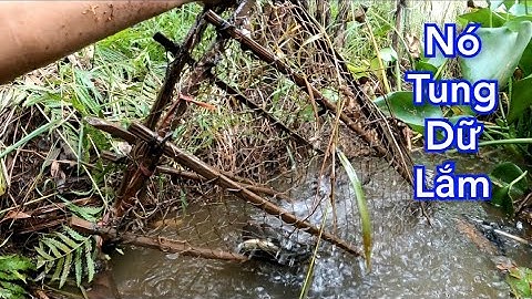 Nó tung muốn bể cái lợp. #fishing.Minh khôi vlogs