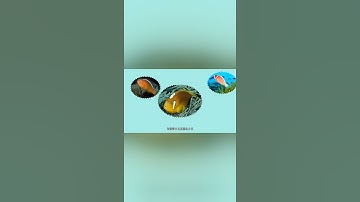 一分钟了解白帽小丑