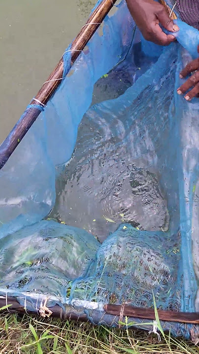 SINGI FISHING