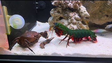 Giant Smashing Mantis Shrimp VS Giant Crabs