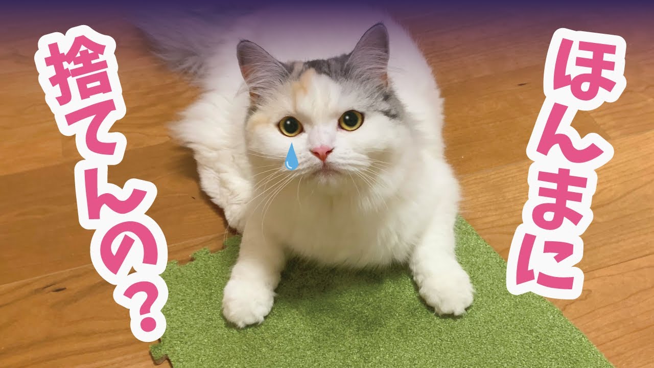 I'm going to throw away my cat's favorite mat [Talking cat] [Cat