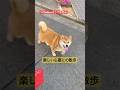うちが近くなると、なぜか顔をチラチラよく見出すこっちゃん。　#柴犬 #柴犬のいる暮らし #cute #shibainu #癒し #心亜 #dogshorts #dogsofinstagram