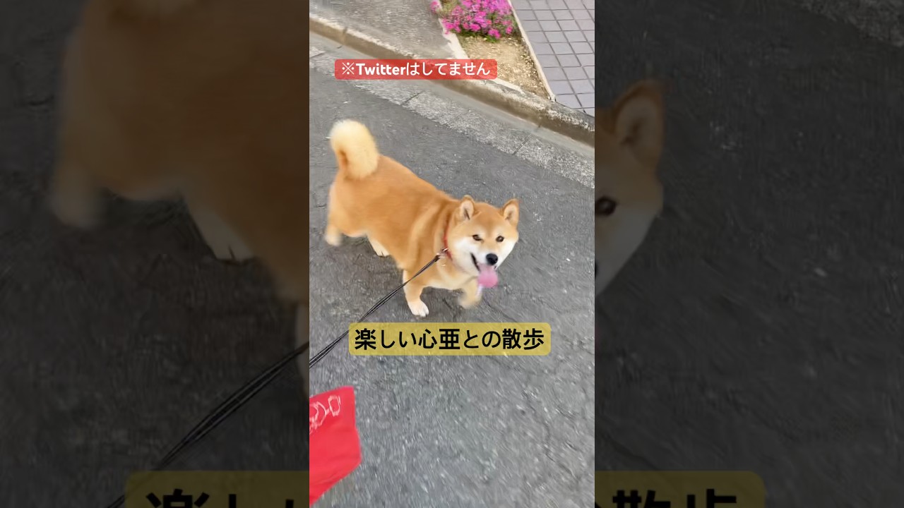 うちが近くなると、なぜか顔をチラチラよく見出すこっちゃん。　#柴犬 #柴犬のいる暮らし #cute #shibainu #癒し #心亜 #dogshorts #dogsofinstagram