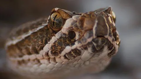 The Terrible Rattlesnake Bite That Killed George H...
