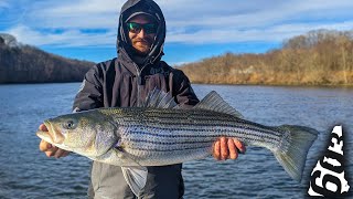 Catching Winter Holdover Striped Bass in New England!!