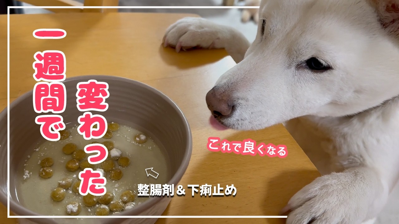 下痢で通院した柴犬…整腸サポートと下痢止めで変わった１週間の記録