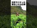 【🔥400万再生突破🔥】発見!山の神様は実在した!