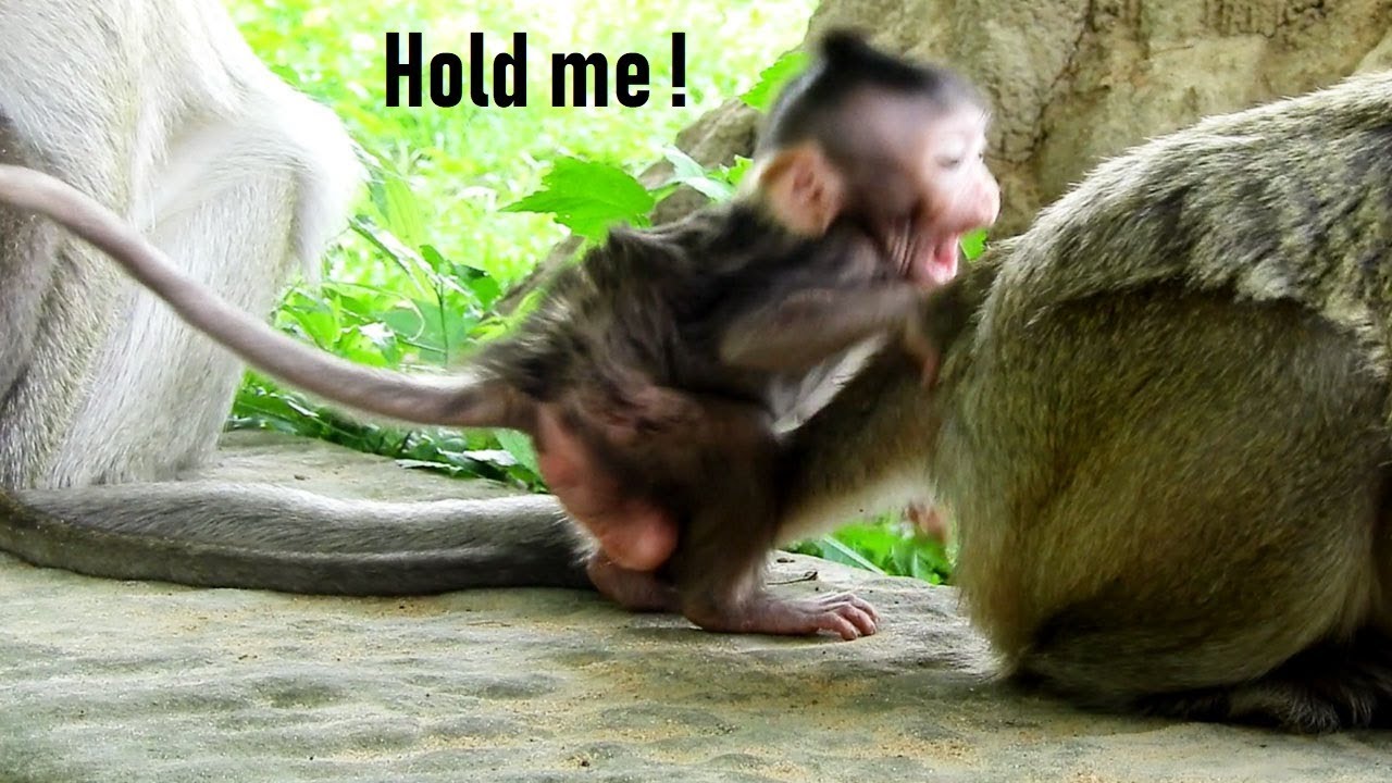 foundry Lissa Cryinging Wants To Holding Mummy/Mom Don't Leave alone Help Me