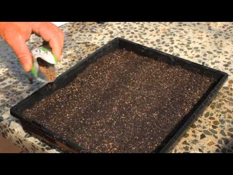 Microgreens - How to Sow Kale | Kings Seeds